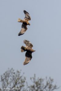 Marsh Harriers - The Hall of Einar - photograph © David Bailey (not the)