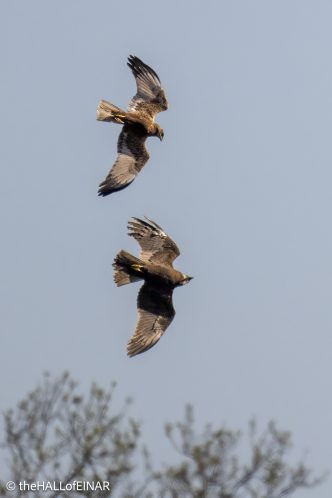 Marsh Harriers - The Hall of Einar - photograph © David Bailey (not the)