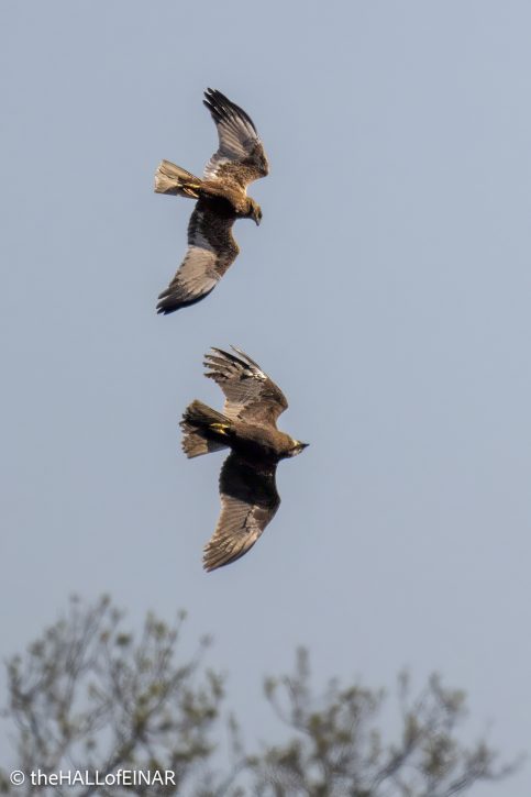 Marsh Harriers - The Hall of Einar - photograph © David Bailey (not the)