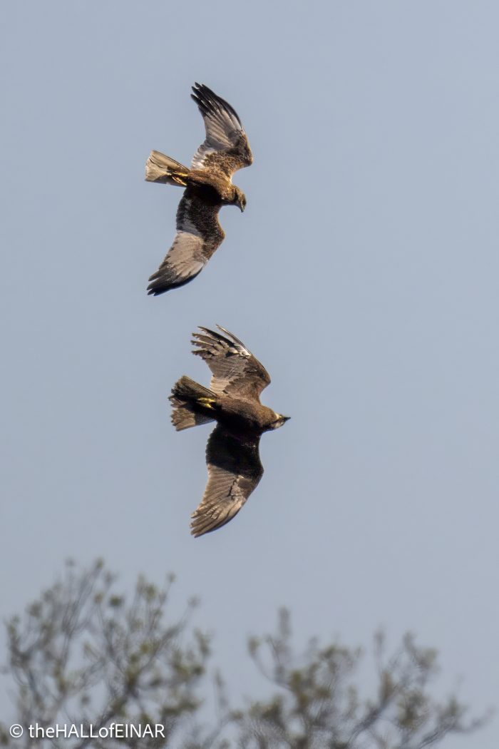 Marsh Harriers - The Hall of Einar - photograph © David Bailey (not the)