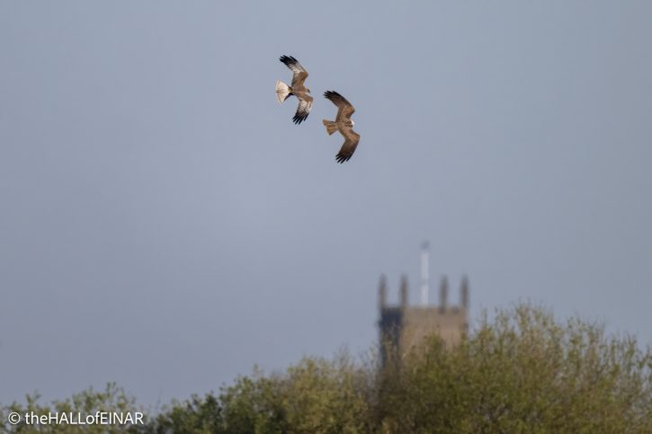 Marsh Harriers - The Hall of Einar - photograph © David Bailey (not the)