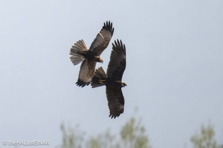 Marsh Harriers - The Hall of Einar - photograph © David Bailey (not the)