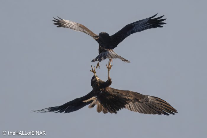 Marsh Harriers - The Hall of Einar - photograph © David Bailey (not the)