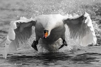 Mute Swan - The Hall of Einar - photograph © David Bailey (not the)
