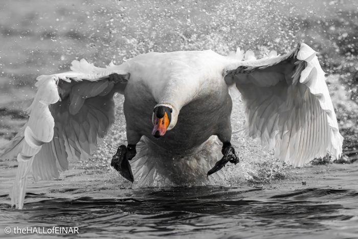 Mute Swan - The Hall of Einar - photograph © David Bailey (not the)