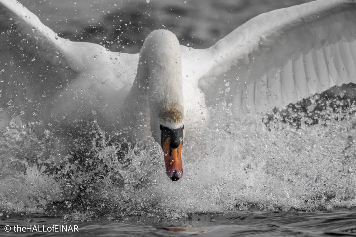 Mute Swan - The Hall of Einar - photograph © David Bailey (not the)