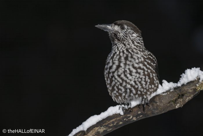 Northern Nutcracker - The Hall of Einar - photograph © David Bailey (not the)