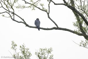 Peregrine Falcon - The Hall of Einar - photograph © David Bailey (not the)