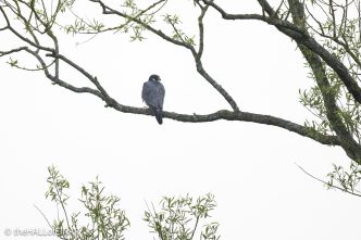 Peregrine Falcon - The Hall of Einar - photograph © David Bailey (not the)