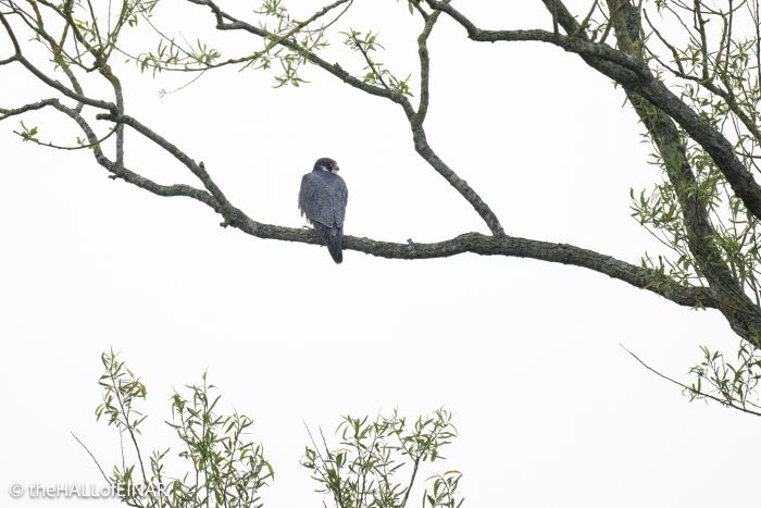 Peregrine Falcon - The Hall of Einar - photograph © David Bailey (not the)