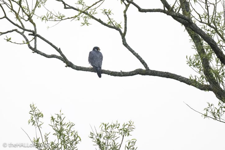 Peregrine Falcon - The Hall of Einar - photograph © David Bailey (not the)