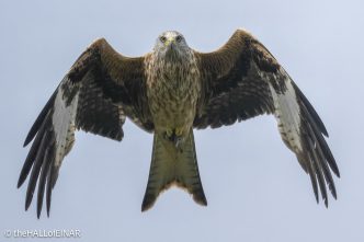 Red Kite - The Hall of Einar - photograph © David Bailey (not the)