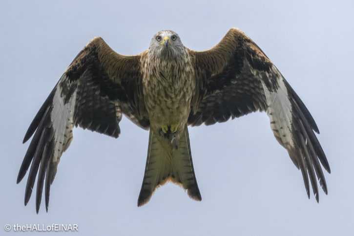 Red Kite - The Hall of Einar - photograph © David Bailey (not the)