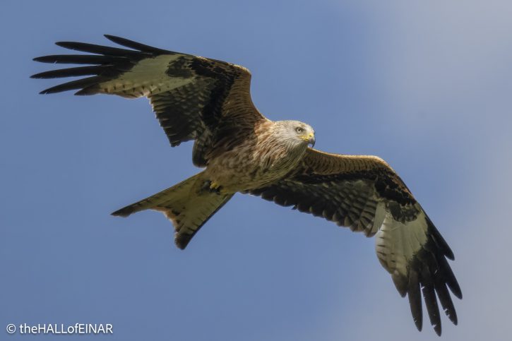 Red Kite - The Hall of Einar - photograph © David Bailey (not the)