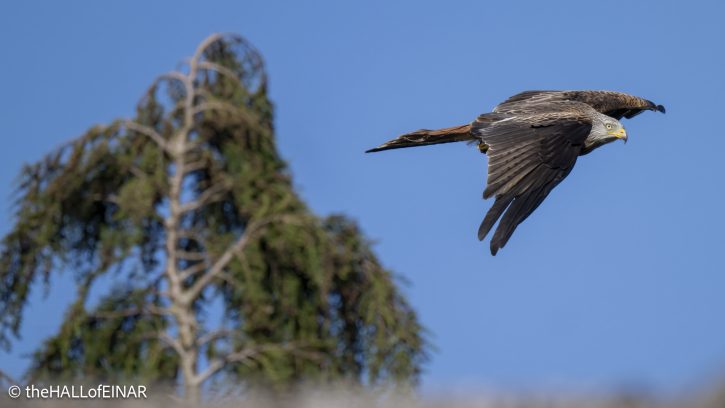 Red Kite - The Hall of Einar - photograph © David Bailey (not the)