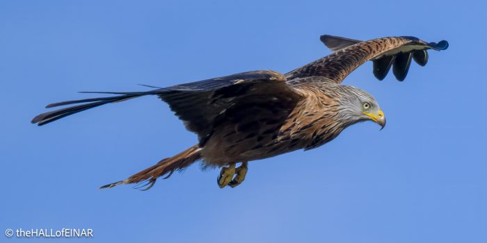 Red Kite - The Hall of Einar - photograph © David Bailey (not the)