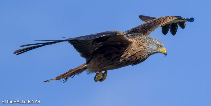 Red Kite - The Hall of Einar - photograph © David Bailey (not the)