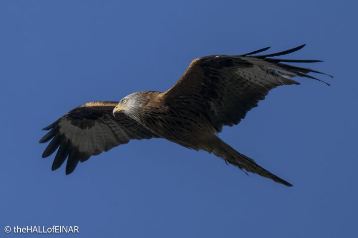 Red Kite - The Hall of Einar - photograph © David Bailey (not the)