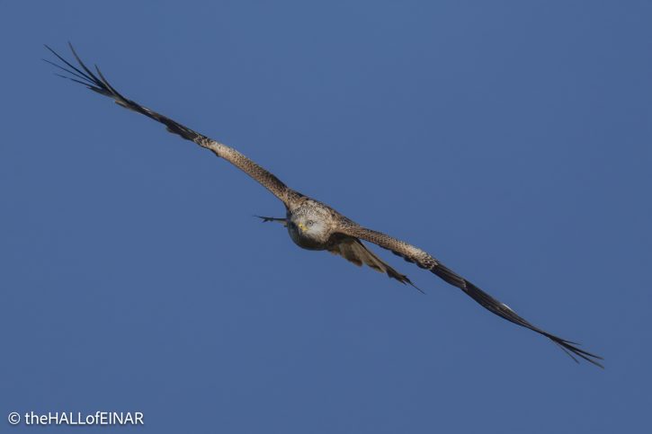 Red Kite - The Hall of Einar - photograph © David Bailey (not the)