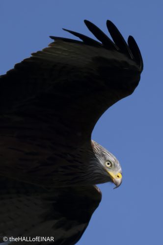 Red Kite - The Hall of Einar - photograph © David Bailey (not the)