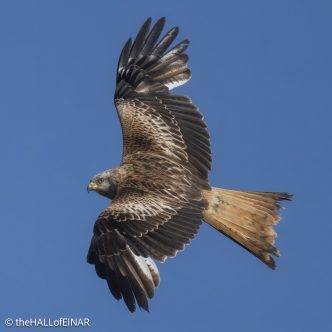 Red Kite - The Hall of Einar - photograph © David Bailey (not the)