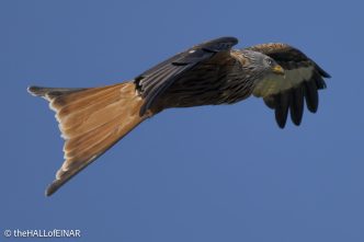 Red Kite - The Hall of Einar - photograph © David Bailey (not the)