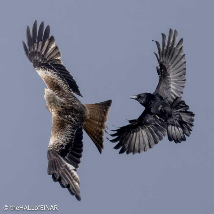Red Kite - The Hall of Einar - photograph © David Bailey (not the)