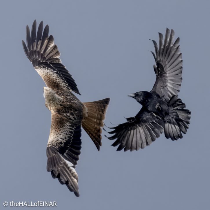 Red Kite - The Hall of Einar - photograph © David Bailey (not the)