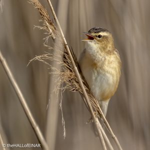 Sedge Warbler - The Hall of Einar - photograph © David Bailey (not the)