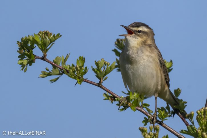 Sedge Warbler - The Hall of Einar - photograph © David Bailey (not the)