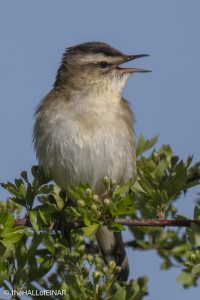 Sedge Warbler - The Hall of Einar - photograph © David Bailey (not the)