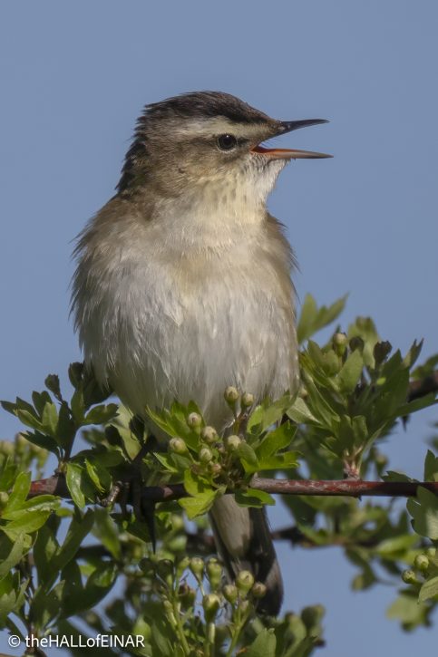 Sedge Warbler - The Hall of Einar - photograph © David Bailey (not the)
