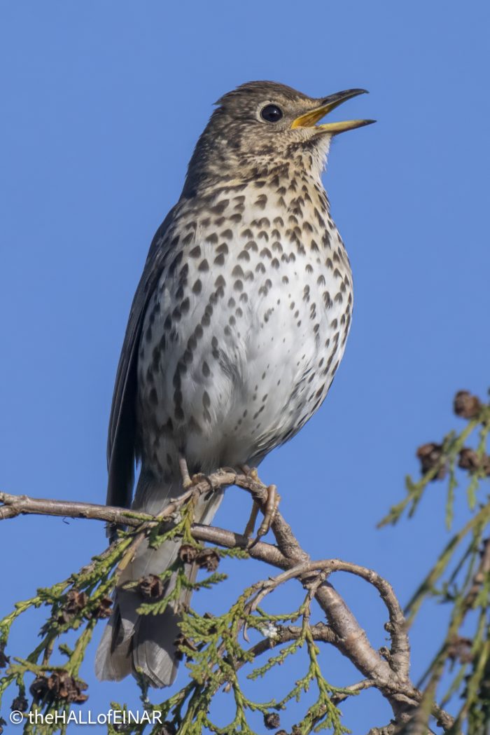 Song Thrush - The Hall of Einar - photograph © David Bailey (not the)