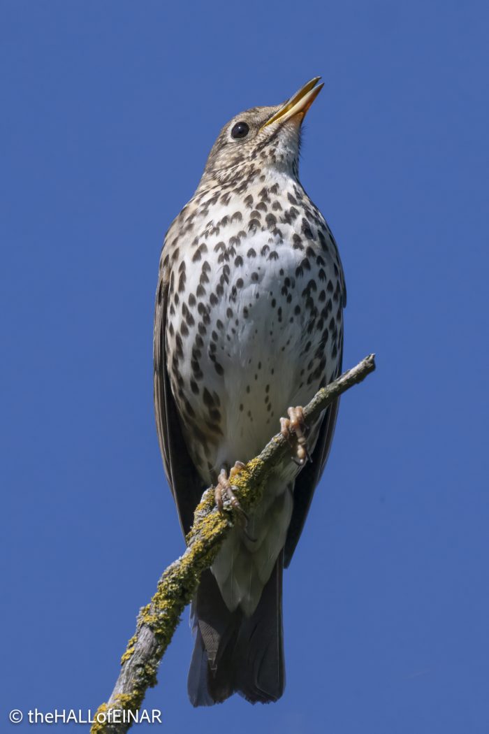 Song Thrush - The Hall of Einar - photograph © David Bailey (not the)