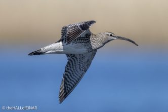Whimbrel - The Hall of Einar - photograph © David Bailey (not the)