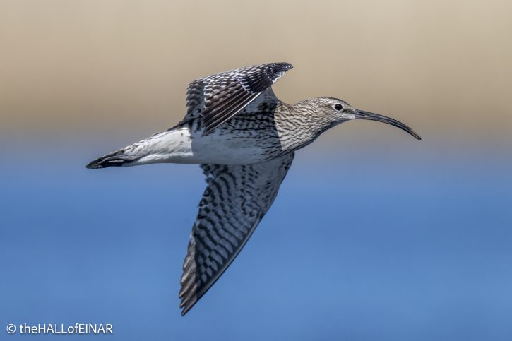 Whimbrel - The Hall of Einar - photograph © David Bailey (not the)