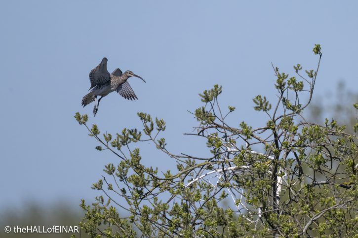 Whimbrel - The Hall of Einar - photograph © David Bailey (not the)