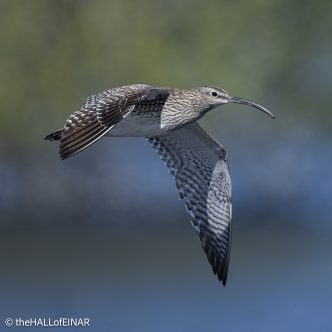 Whimbrel - The Hall of Einar - photograph © David Bailey (not the)