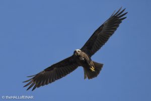 Marsh Harrier - The Hall of Einar - photograph © David Bailey (not the)