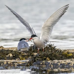 Common Terns - The Hall of Einar - photograph © David Bailey (not the)