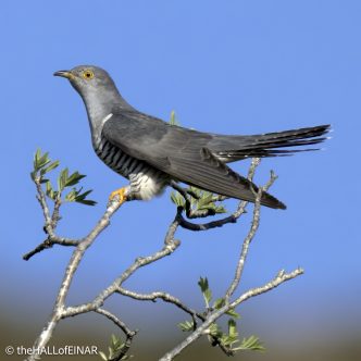 Cuckoo - The Hall of Einar - photograph © David Bailey (not the)