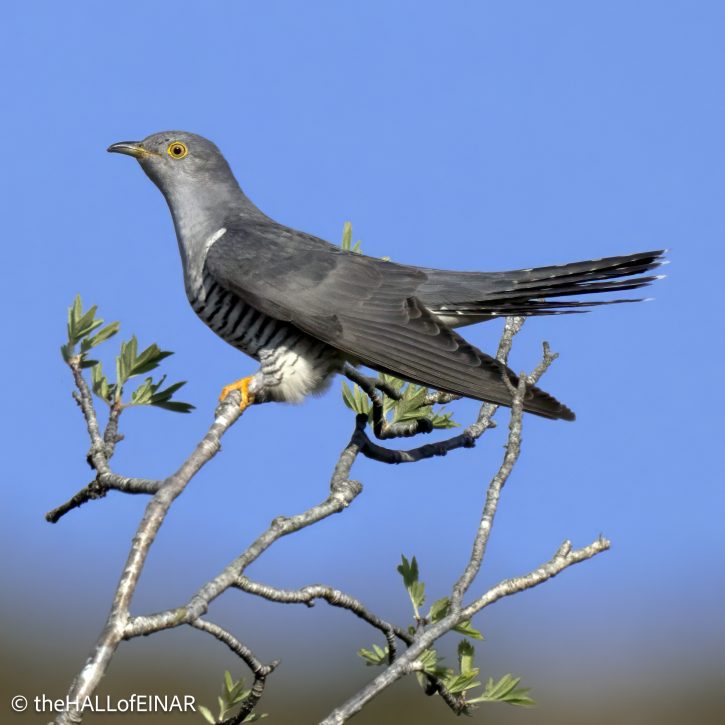 Cuckoo - The Hall of Einar - photograph © David Bailey (not the)