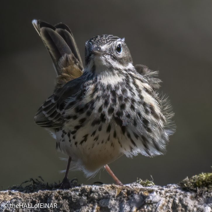 Meadow Pipit - The Hall of Einar - photograph © David Bailey (not the)