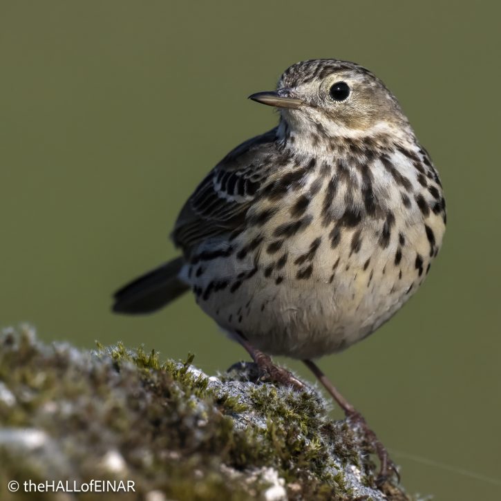 Meadow Pipit - The Hall of Einar - photograph © David Bailey (not the)