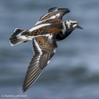 Ruddy Turnstone - The Hall of Einar - photograph © David Bailey (not the)