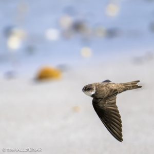 Sand Martin - The Hall of Einar - photograph © David Bailey (not the)