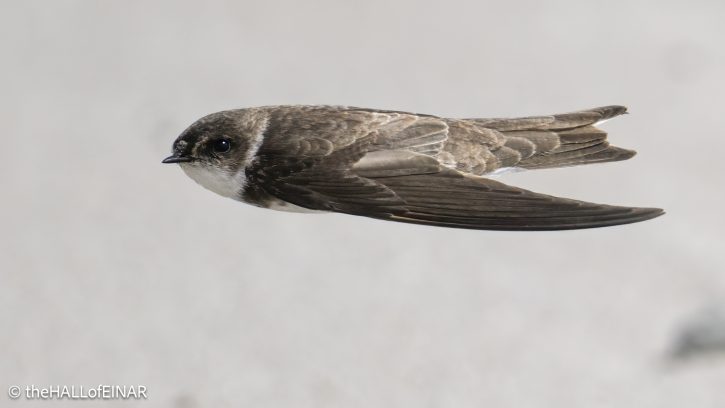 Sand Martin - The Hall of Einar - photograph © David Bailey (not the)