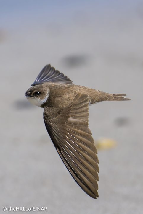 Sand Martin - The Hall of Einar - photograph © David Bailey (not the)