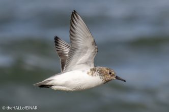 Sanderling - The Hall of Einar - photograph © David Bailey (not the)