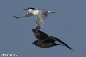Sandwich Tern pursued by Arctic Skuas - The Hall of Einar - photograph © David Bailey (not the)